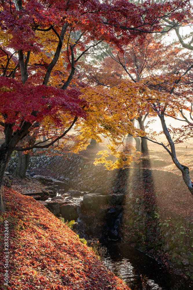 Naklejka premium 奈良公園の紅葉