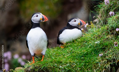 puffins © Betty Rong