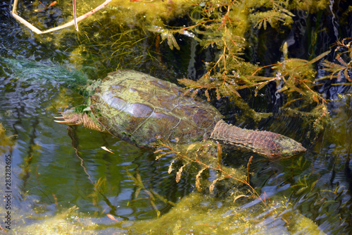 The common snapping turtle (Chelydra serpentina) is a large freshwater turtle of the family Chelydridae. Its natural range extends from southeastern Canada, southwest to the edge of the Rocky Mountain photo