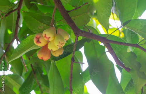 Green Chompu or Malay Apple Growing on a Tree. photo