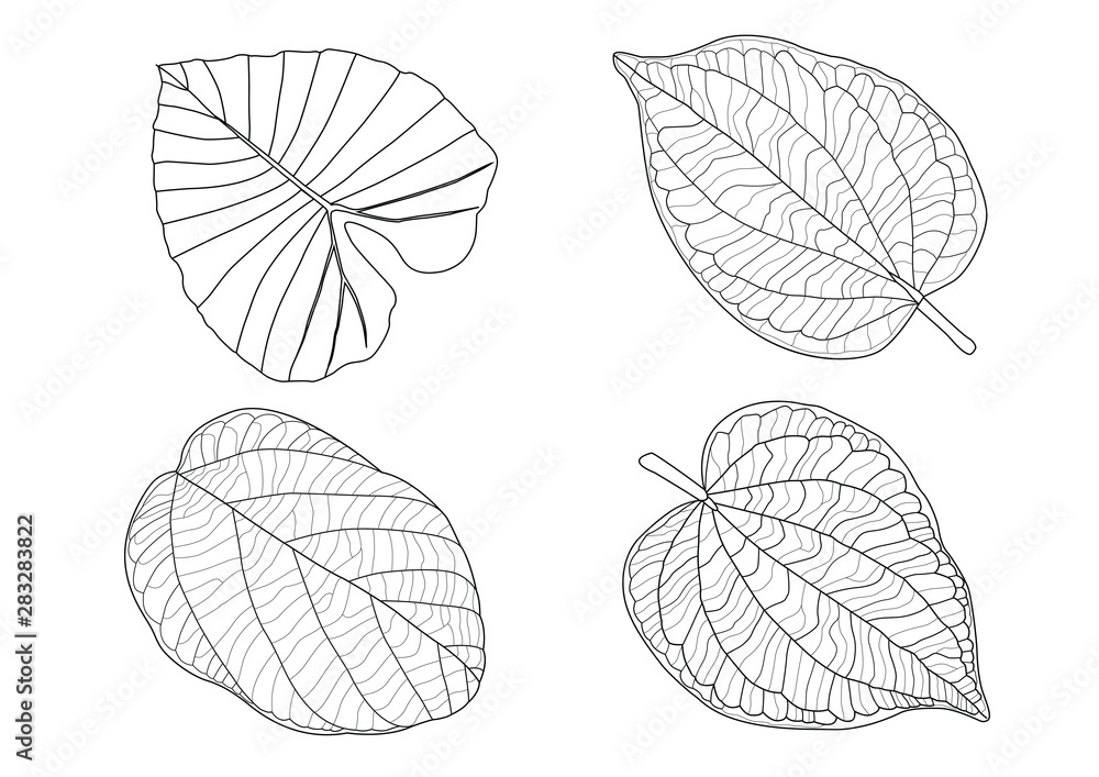 Leaves line single leaf and leaf pattern black Bring to color decorate on white background illustration vector Leaves line single leaf and leaf pattern black Bring to color decorate on white background illustration vector