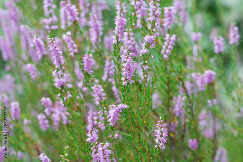 heather flowers in forest closeup