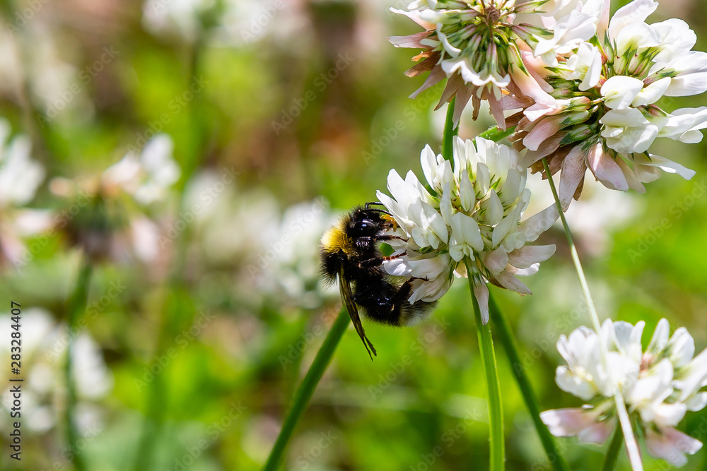 A bee collects nectar on a white clover (Trifolium repens) flower. Natural background. Pollination of crops.