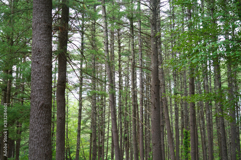 landscape view of the pine tree forest landscape view of the pine tree forest
