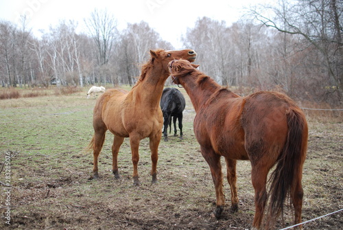 Horses 