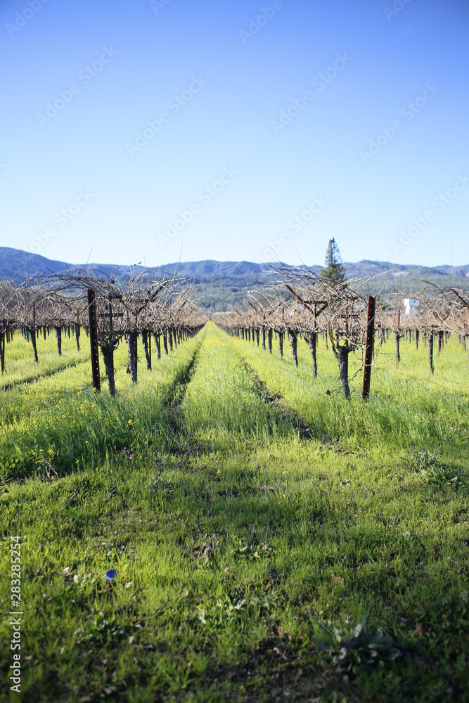 A Vineyard in Napa Valley, Near San Francisco