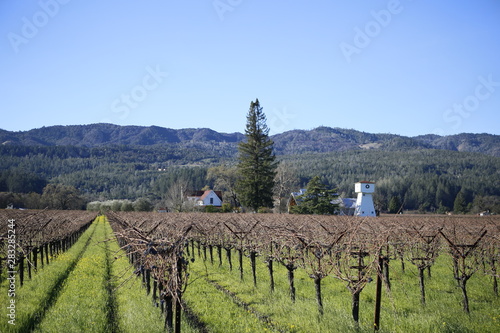 A Vineyard in St. Helena, California photo
