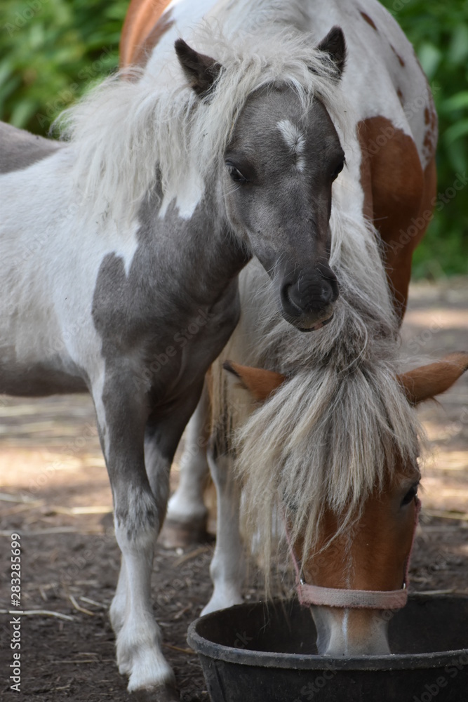 Obraz premium Horses 