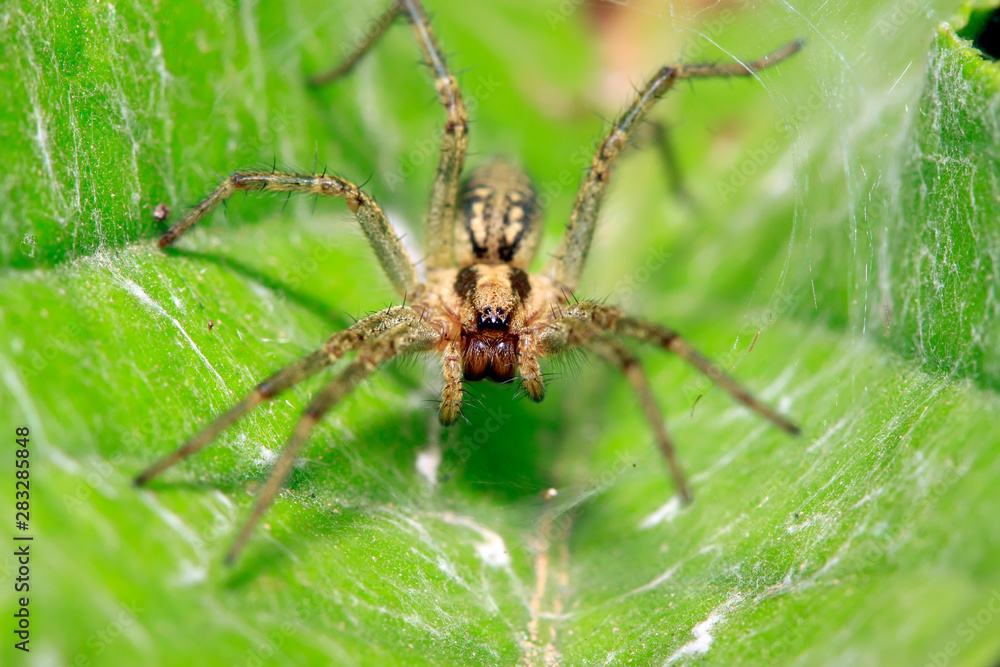 spider on plant spider on plant