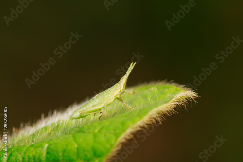 Atractomorpha sinensis Bolvar on plant photo