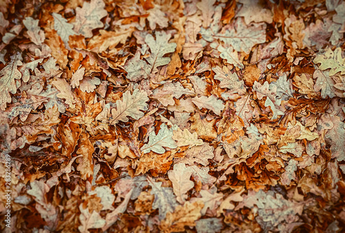 beautiful autumn background from fall oak leaves. bright oak leaves natural autumn texture. fall season backdrop for design. copy space. shallow depth, soft selective focus.
