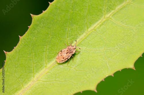 Tingidae insects on plant photo