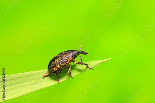 weevil on plant © zhang yongxin