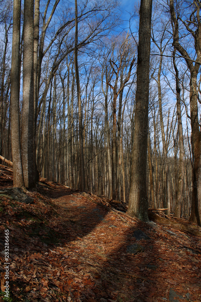 Tree Shadows on Hiking Trail in Woods Tree Shadows on Hiking Trail in Woods