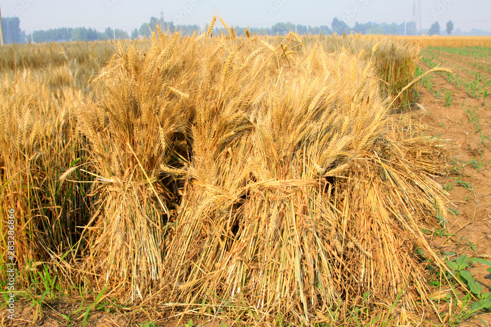 Bundles of wheat