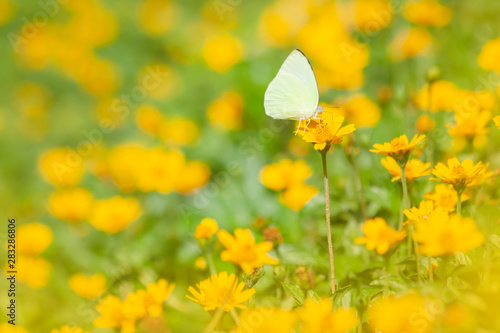 Yellow flowers blooming with butterfly  © voranat