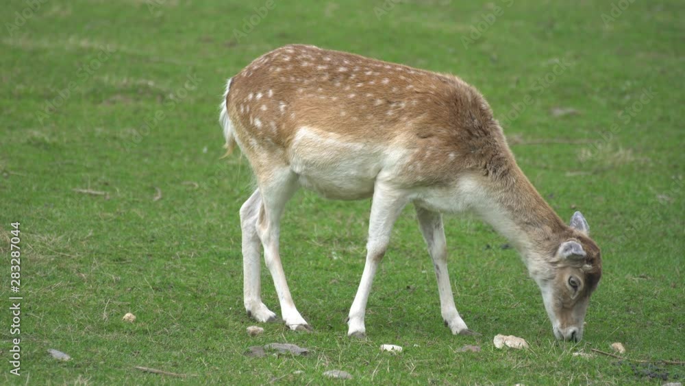 Deer grazes and rests in a clearing Deer grazes and rests in a clearing