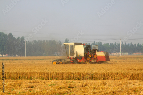 harvester busying in the wheat field