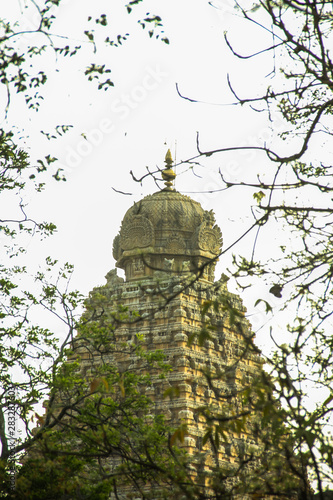 tree in front of an old temple 