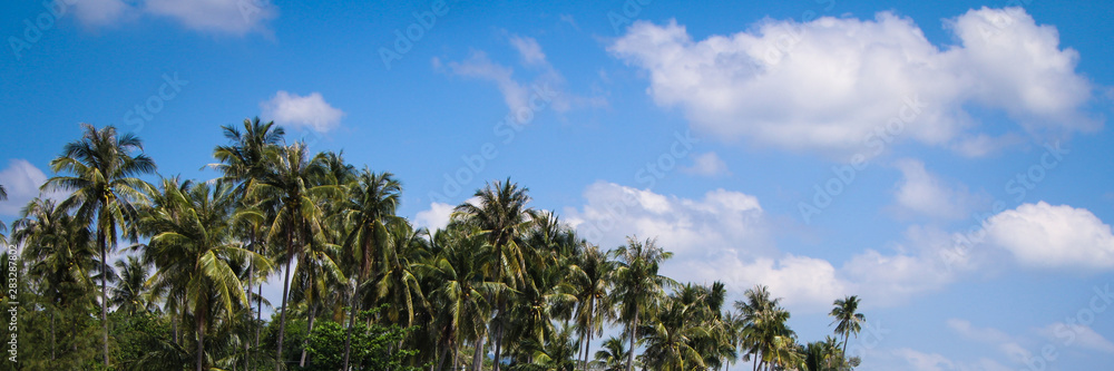 travel. Palm forest against the blue sky. life in the tropics. vacation in a warm country.