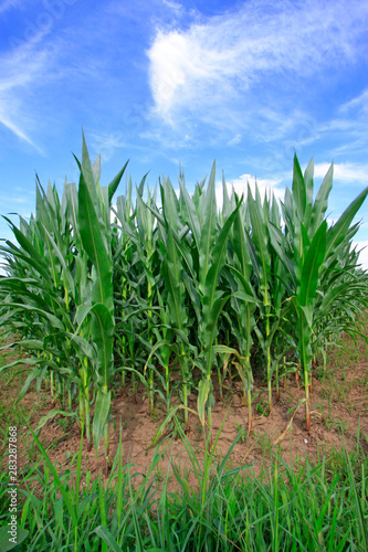 Maize plants