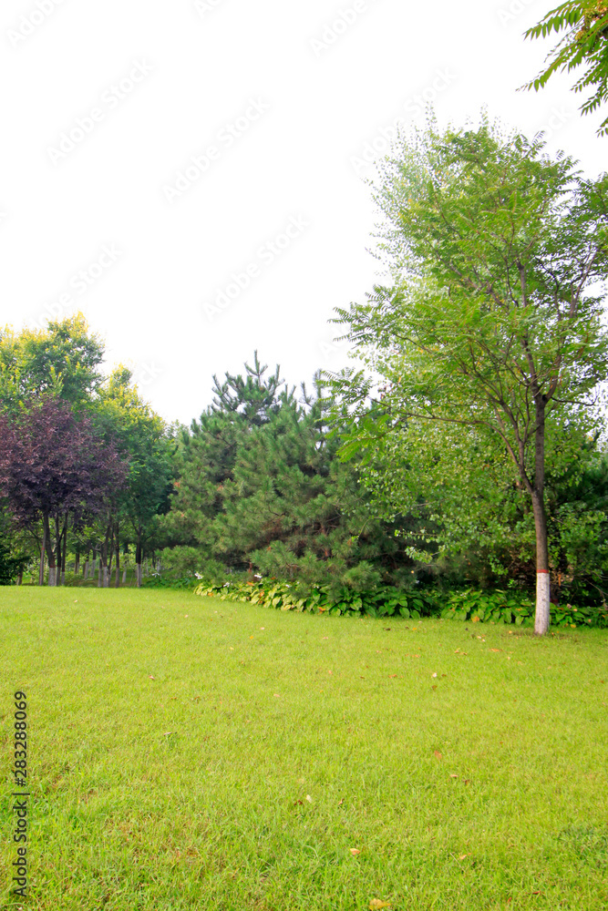 Naklejka premium lawn and trees