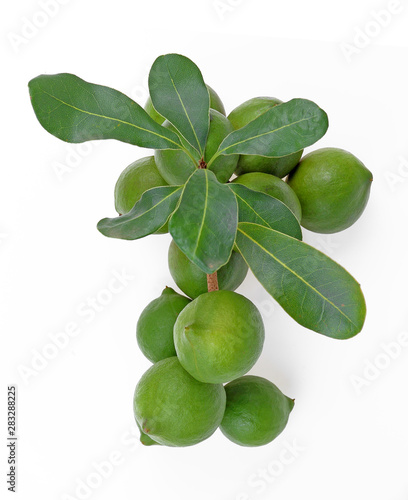 Wallpaper Mural macadamia nuts isolated on white background. Torontodigital.ca