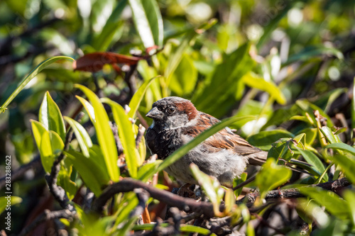 close up of a male sparrow hiding behind leaves of branches in the park under the sun