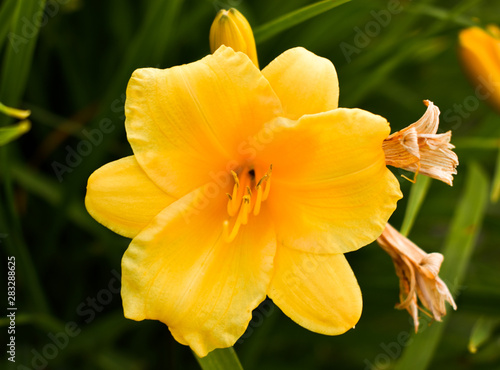 Yellow flower with blurred background