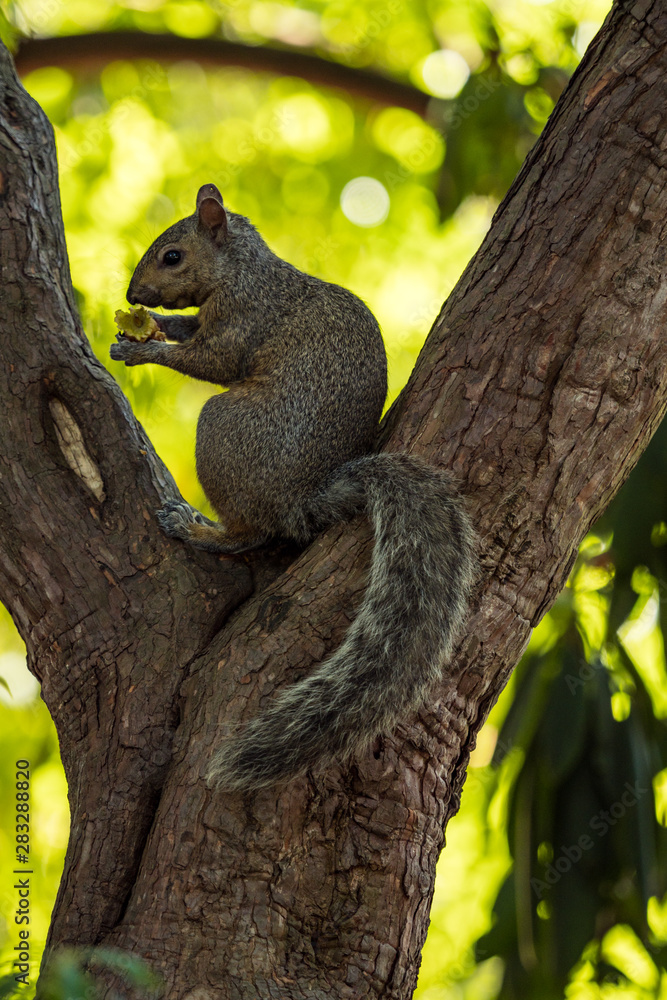 one cute brown squirrel sitting on the split of tree branch under the shade eating something in its hand with blurry green leaves background