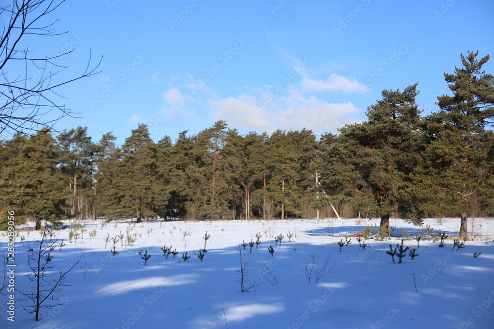 winter landscape with frozen lake and trees winter landscape with frozen lake and trees