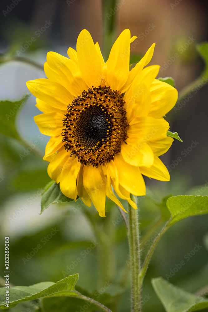 single sunflower with yellow gradient petals blooming in the field with blurry green background single sunflower with yellow gradient petals blooming in the field with blurry green background