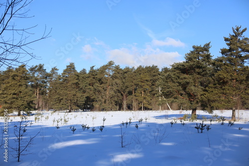 winter landscape with frozen lake and trees
