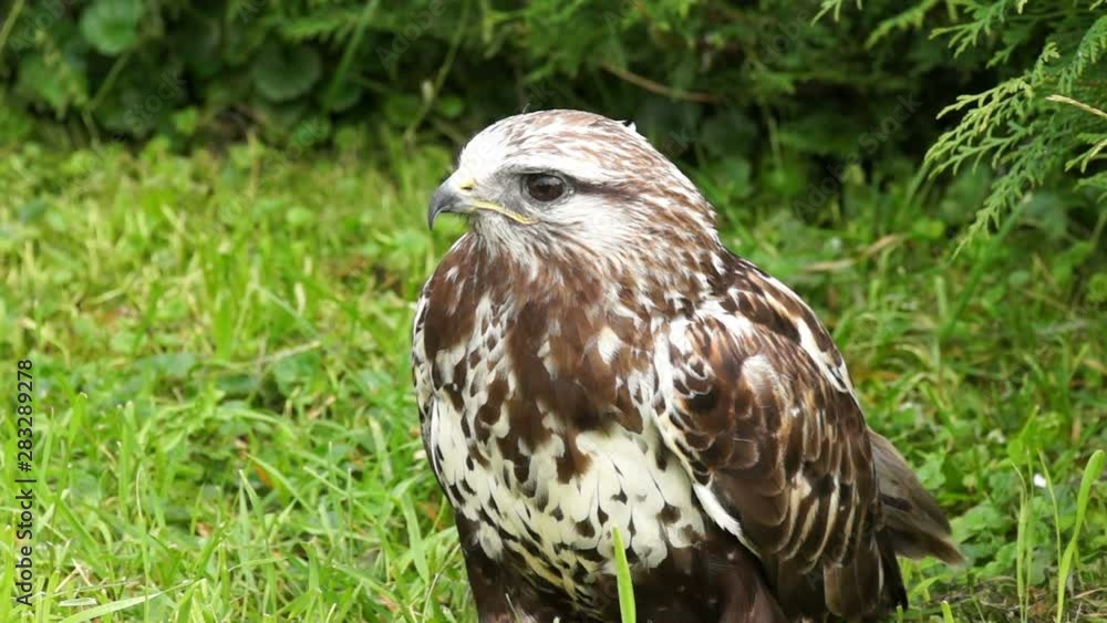 Golden eagle. The largest eagle. Golden eagle. The largest eagle.