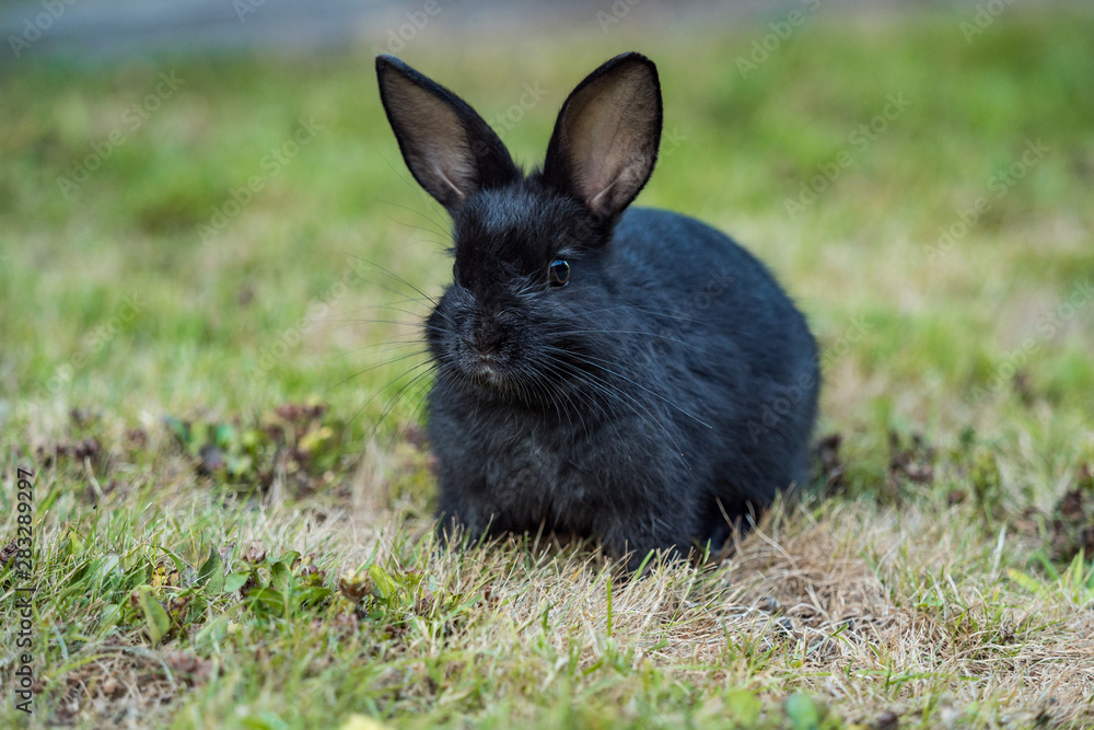 close up of a cute tiny black bunny sitting on green grass field eating something in its mouth close up of a cute tiny black bunny sitting on green grass field eating something in its mouth