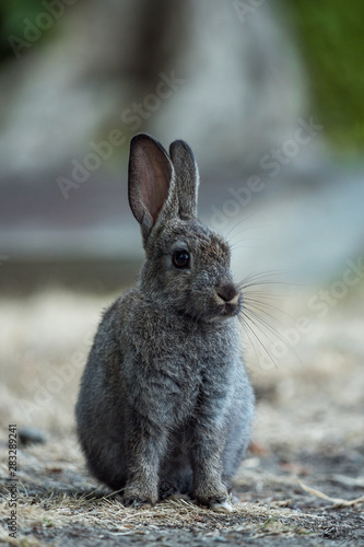 portrait of one cute grey rabbit with long whisks sitting on dry grass field with blurry background