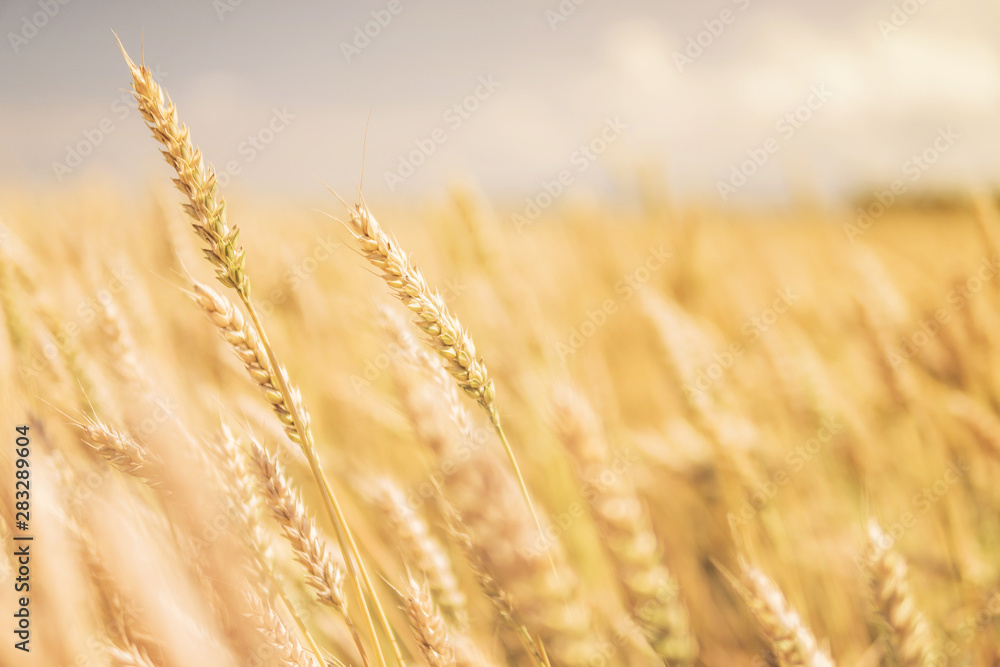 Fototapeta premium ripe ears of wheat close-up bend in the wind