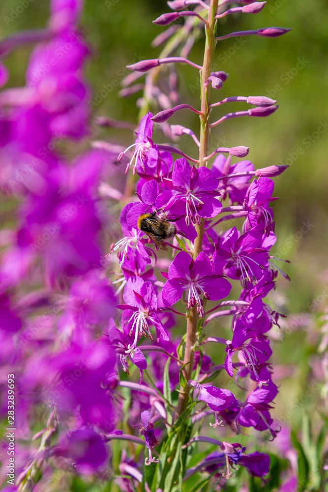 Bee on the flowers of Willow-herb (Ivan tea, fireweed, epilobium flower ) in a field. Plants honey plants. Medicinal plants in the garden. Bee on the flowers of Willow-herb (Ivan tea, fireweed, epilobium flower ) in a field. Plants honey plants. Medicinal plants in the garden.