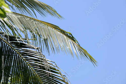 Leaves of palm on a background of blue sky close-up. Natural tropical background