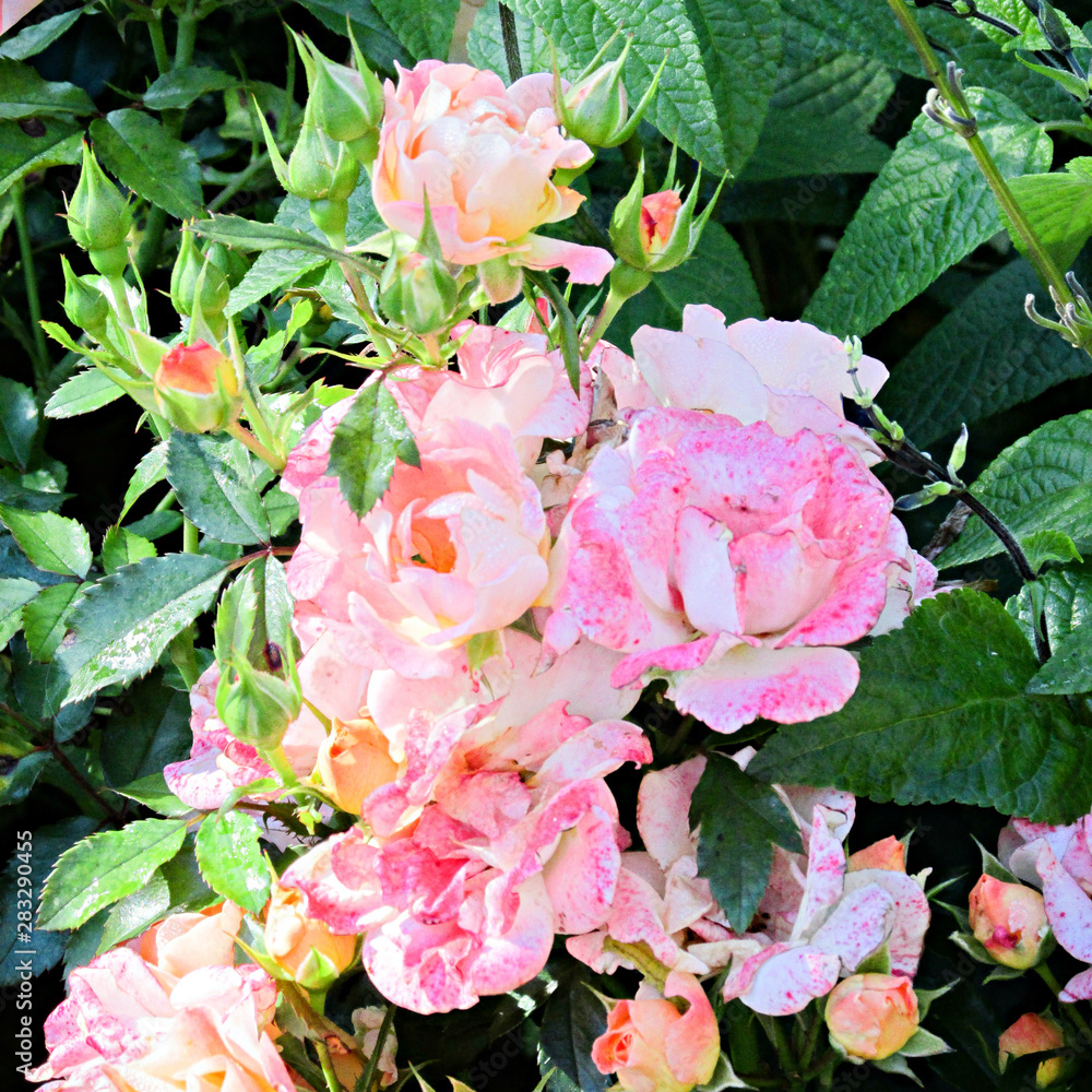 Obraz premium Wild Pink Roses