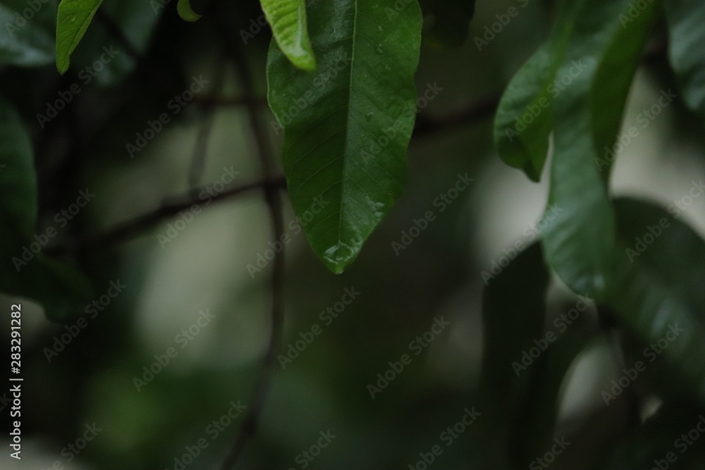 Water dripping from leaves of a tree Water dripping from leaves of a tree