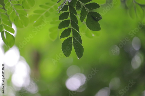 Water dripping from leaves of a tree