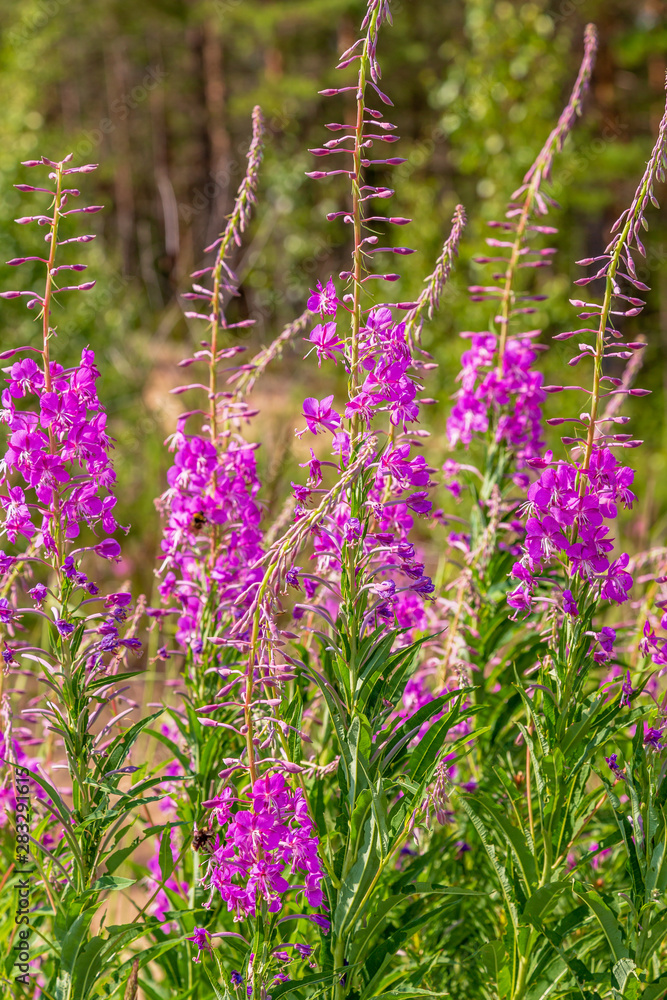 Obraz premium Purple flowers of fireweed, Rosebay Willowherb, Epilobium angustifolium, French willow, Ivan-tea in natural background, healthy tea, traditional medicine. Floral background.