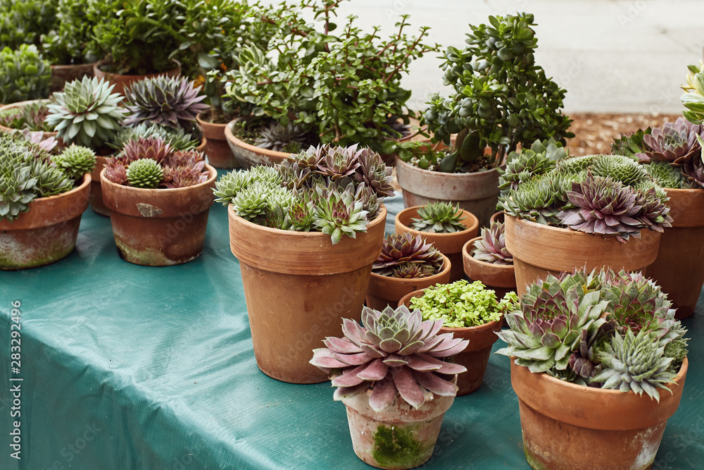 Group of succulents and cactus plants on display for sell at a Farmer's Market in Boulder, Colorado