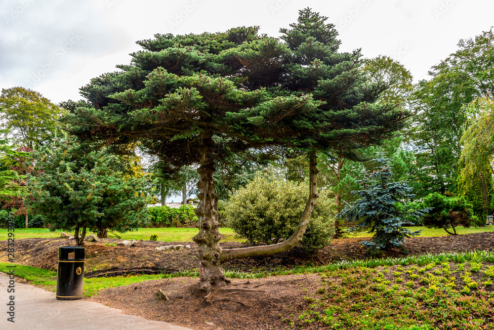 A scenic shaped tree standing in one of the alleys in Hazlehead park, Aberdeen, Scotland