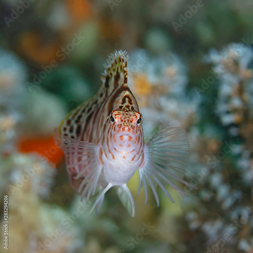 A Blotched Hawk Fish Stares Forward with Coral In the Background