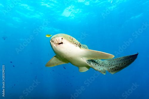 Leopard Shark With a Yellow Pilot Fish in Blue Water