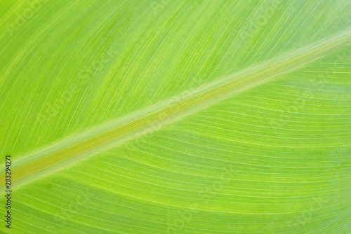 Banana green leaf texture background