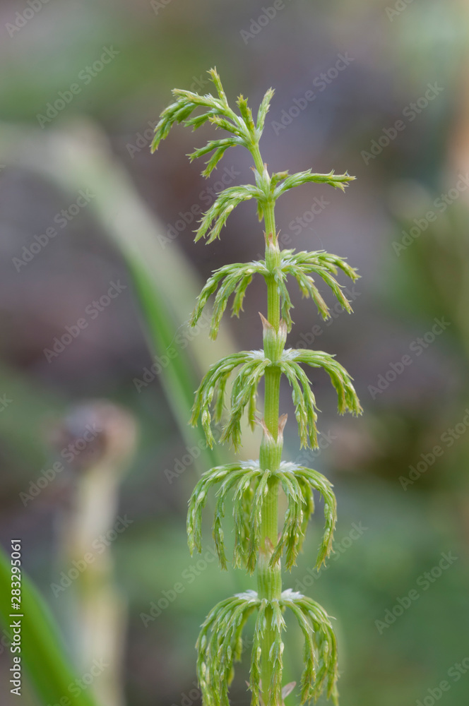 Naklejka premium Equisetum in spring, fragment