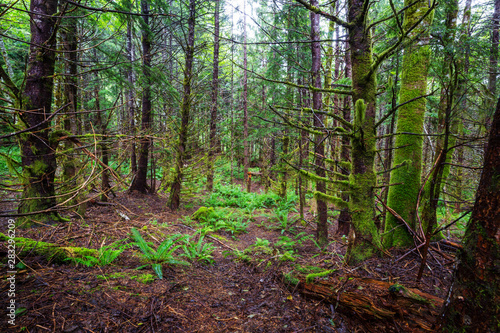 Green forest photo